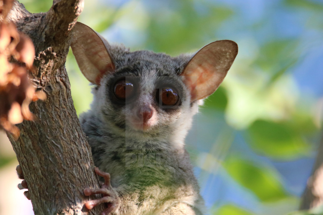 Bush Baby